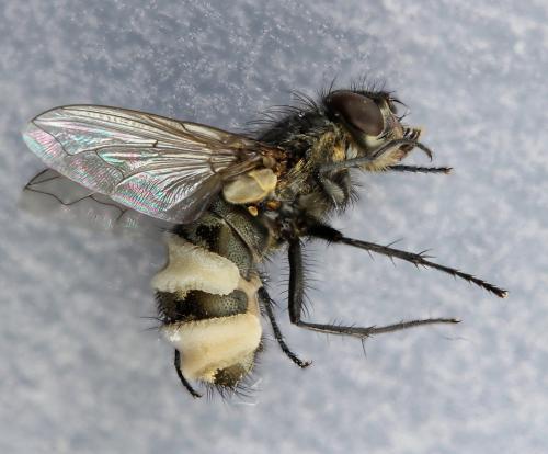 Pollenia sp.